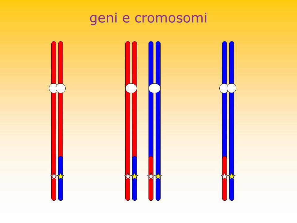 geni e cromosomi