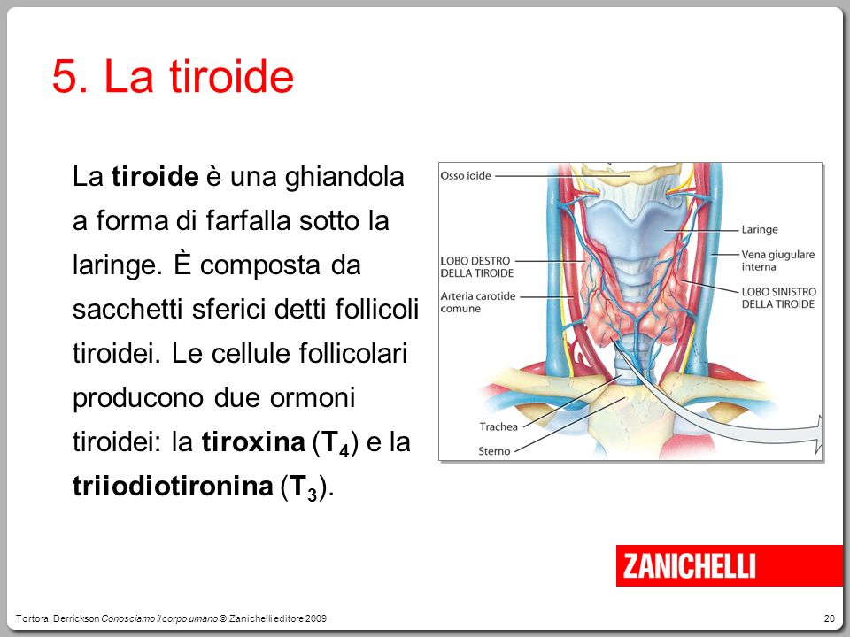 5. La tiroide