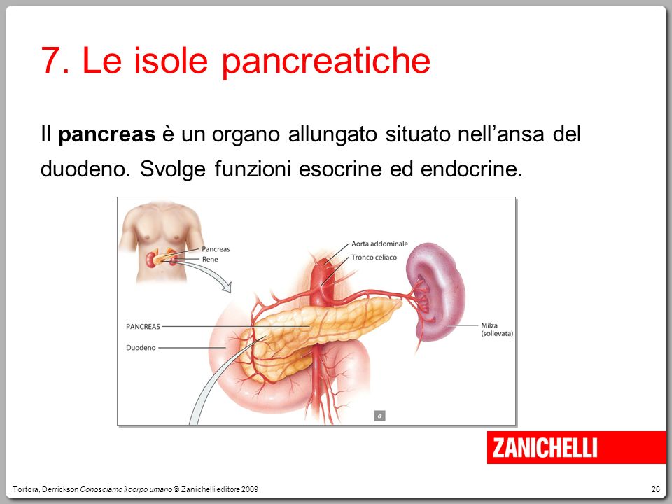7. Le isole pancreatiche Il pancreas è un organo allungato situato nell’ansa del duodeno. Svolge funzioni esocrine ed endocrine.