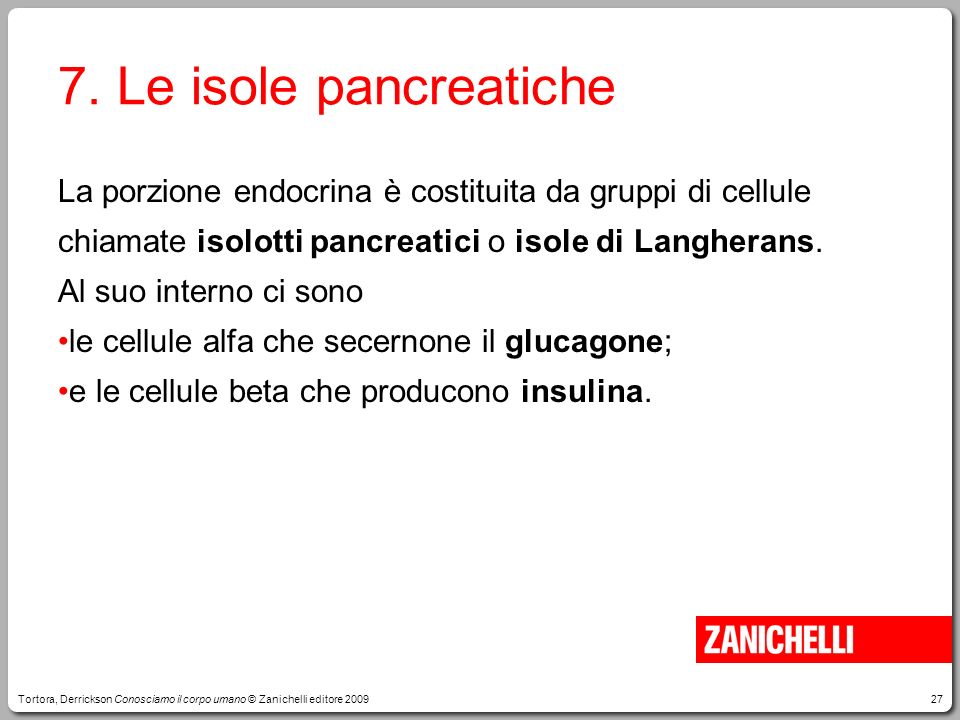 7. Le isole pancreatiche La porzione endocrina è costituita da gruppi di cellule chiamate isolotti pancreatici o isole di Langherans.