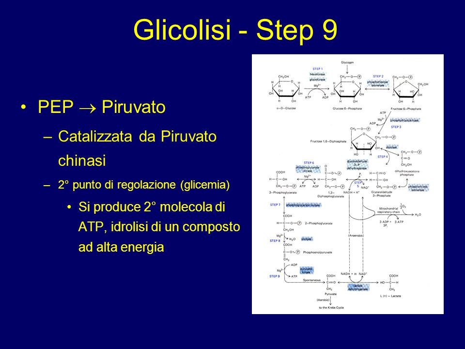 Glicolisi - Step 9 PEP  Piruvato Catalizzata da Piruvato chinasi