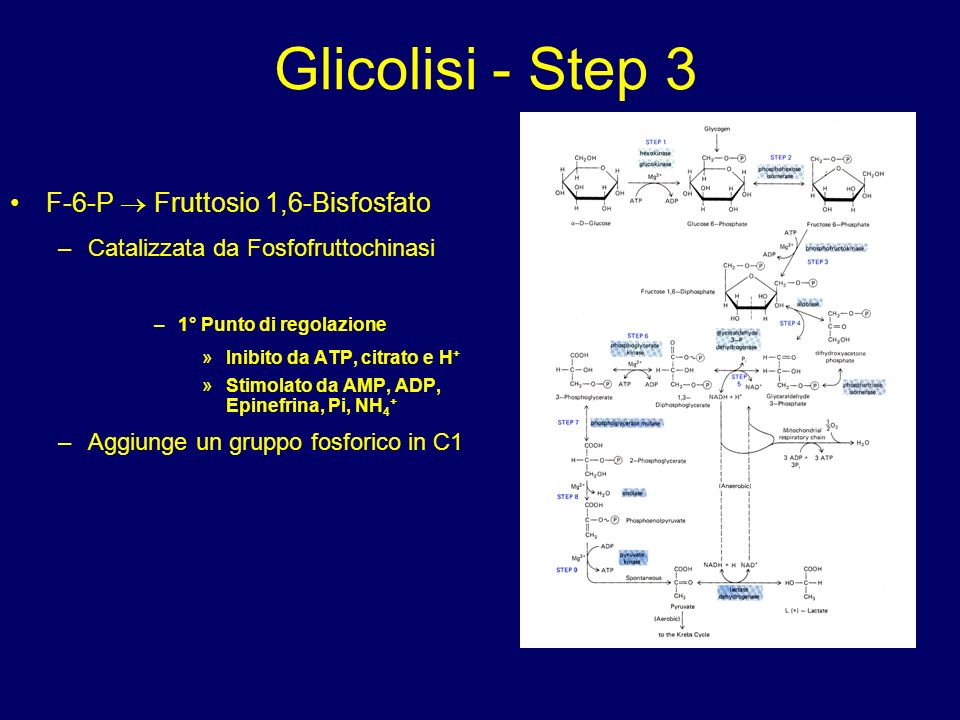 Glicolisi - Step 3 F-6-P  Fruttosio 1,6-Bisfosfato