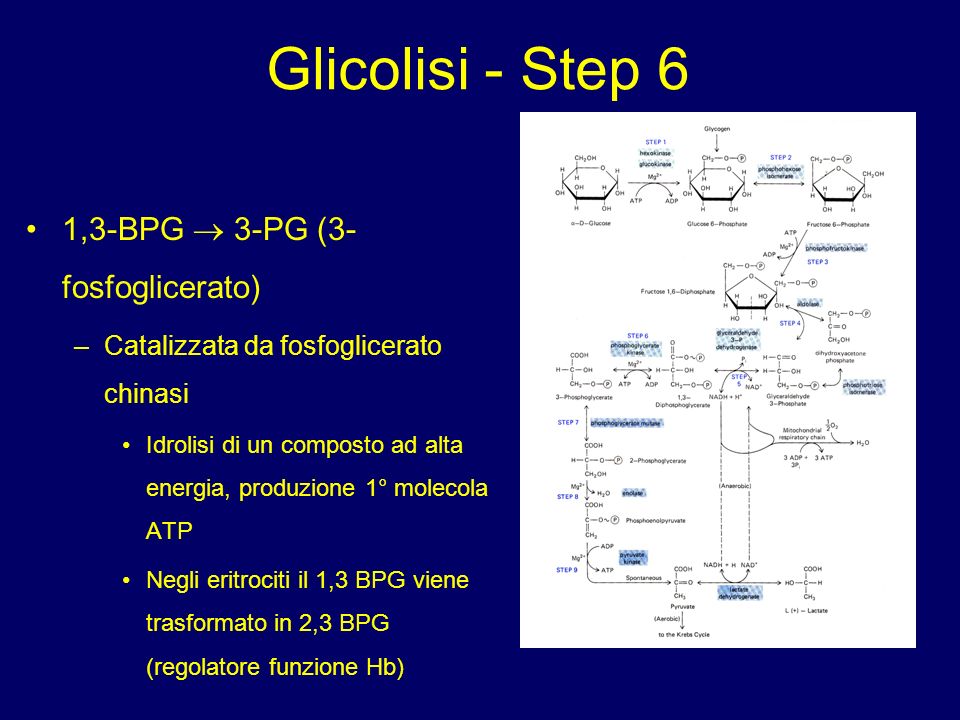 Glicolisi - Step 6 1,3-BPG  3-PG (3-fosfoglicerato)