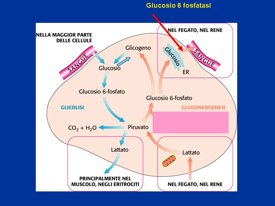 Glucosio 6 fosfatasi