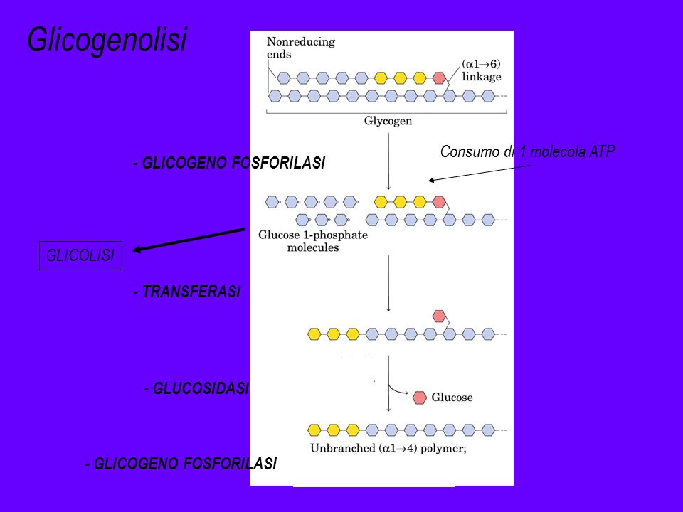 Glicogenolisi Consumo di 1 molecola ATP - GLICOGENO FOSFORILASI