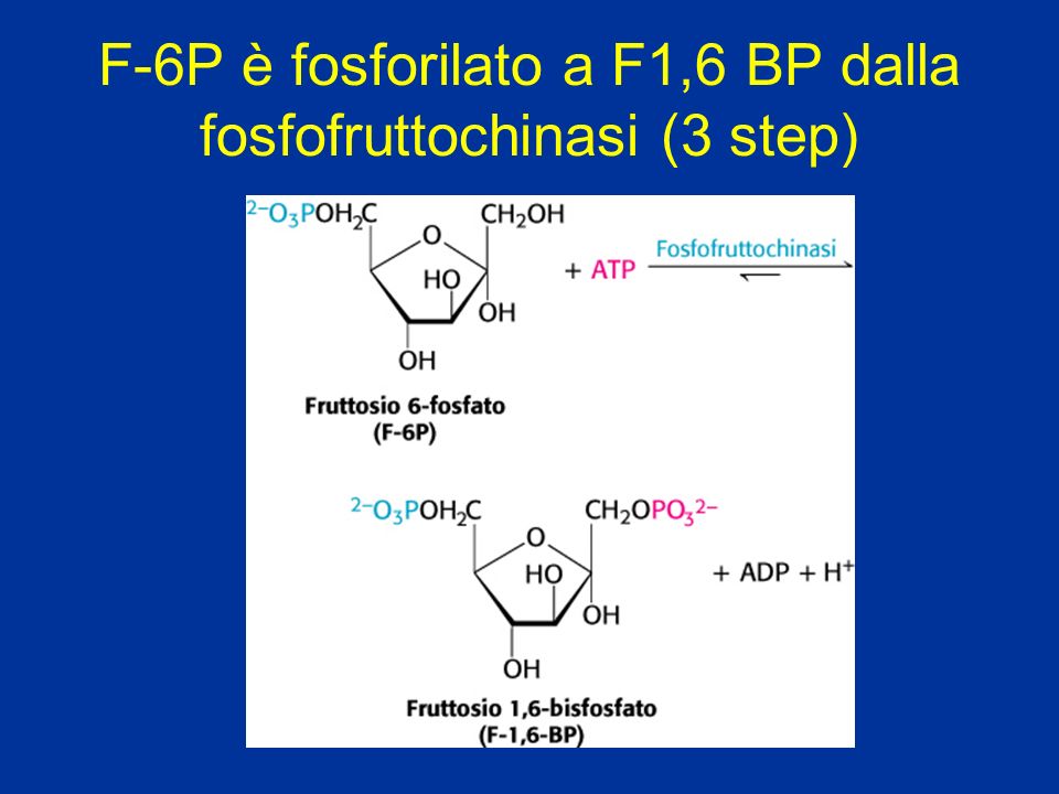 F-6P è fosforilato a F1,6 BP dalla fosfofruttochinasi (3 step)