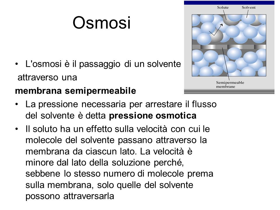 Osmosi L osmosi è il passaggio di un solvente attraverso una