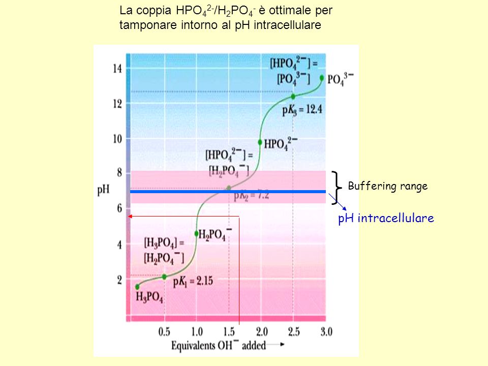 La coppia HPO42-/H2PO4- è ottimale per tamponare intorno al pH intracellulare