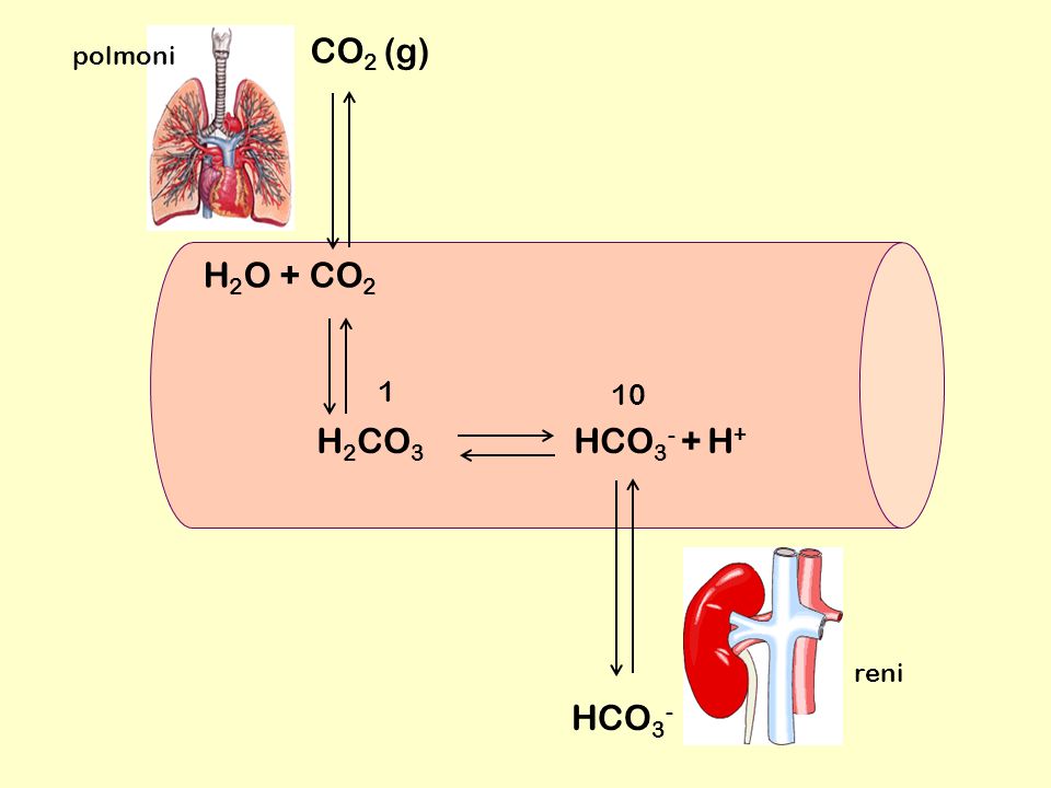 CO2 (g) polmoni H2O + CO H2CO3 HCO3- + H+ reni HCO3-