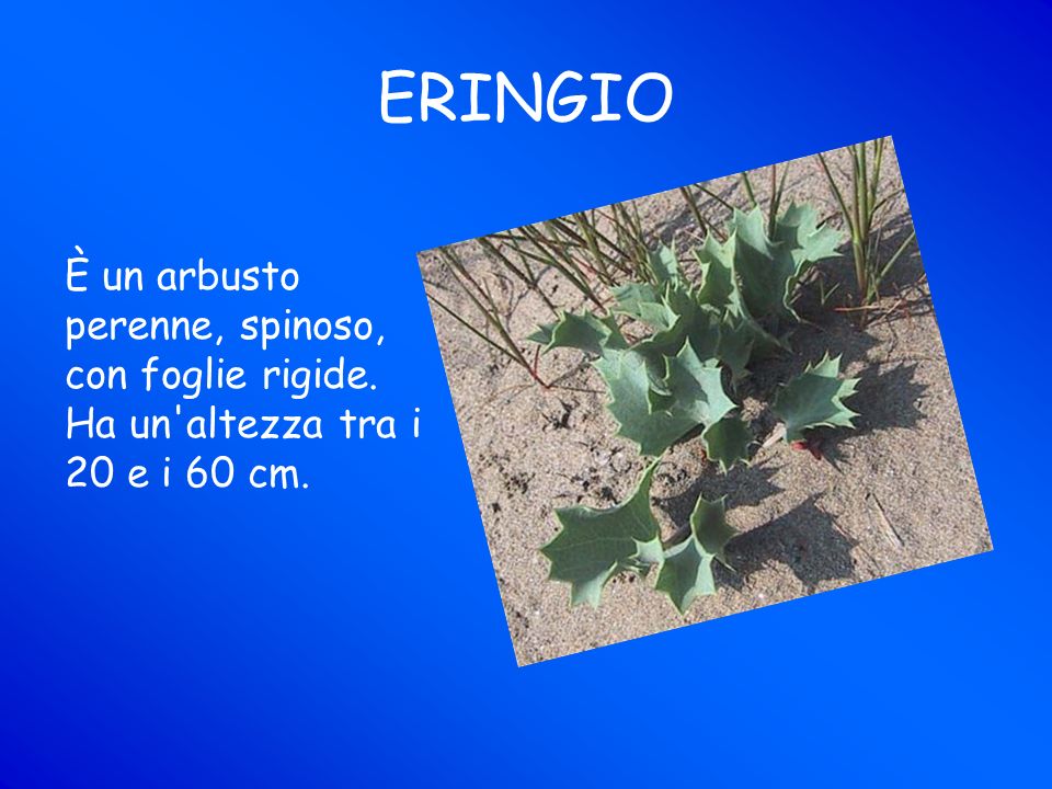 ERINGIO È un arbusto perenne, spinoso, con foglie rigide. Ha un altezza tra i 20 e i 60 cm.