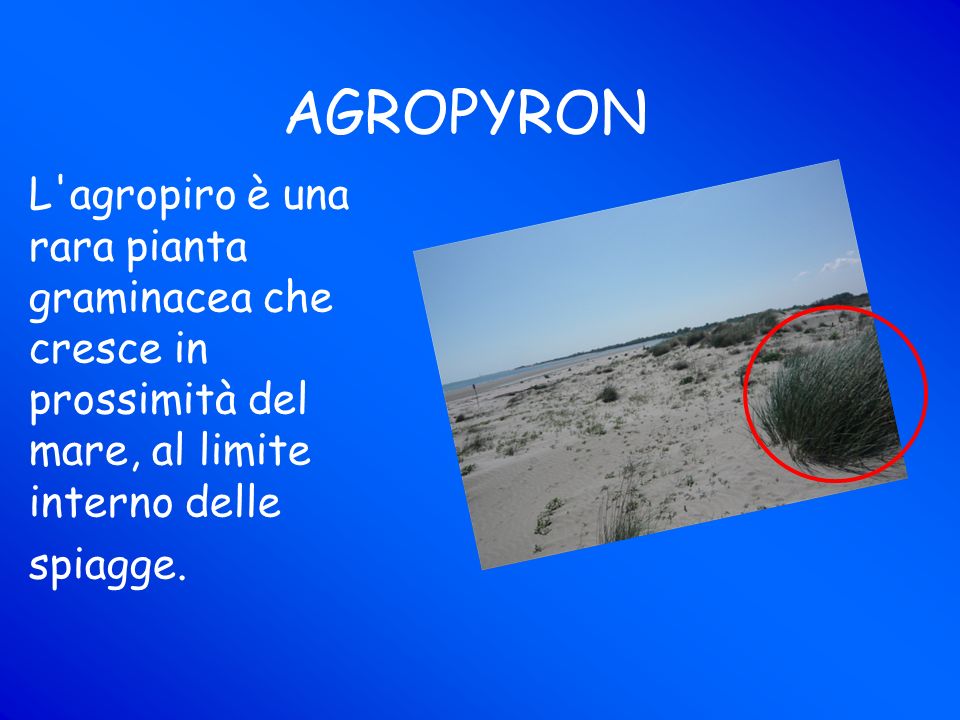 AGROPYRON L agropiro è una rara pianta graminacea che cresce in prossimità del mare, al limite interno delle spiagge.