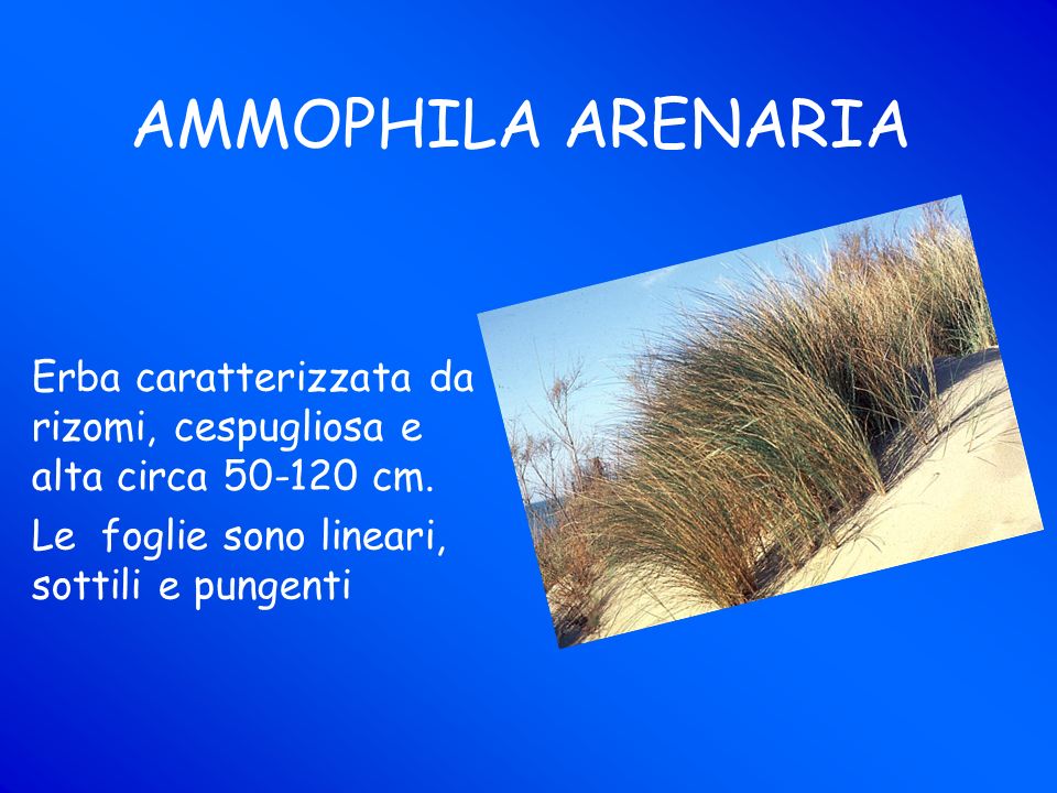 AMMOPHILA ARENARIA Erba caratterizzata da rizomi, cespugliosa e alta circa cm.