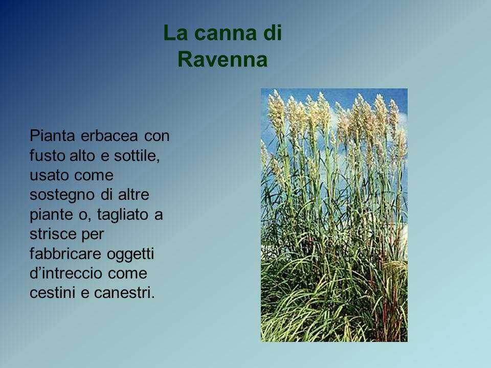 La canna di Ravenna