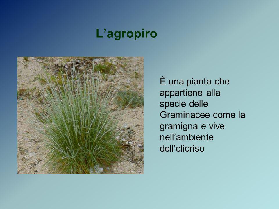 L’agropiro È una pianta che appartiene alla specie delle Graminacee come la gramigna e vive nell’ambiente dell’elicriso.