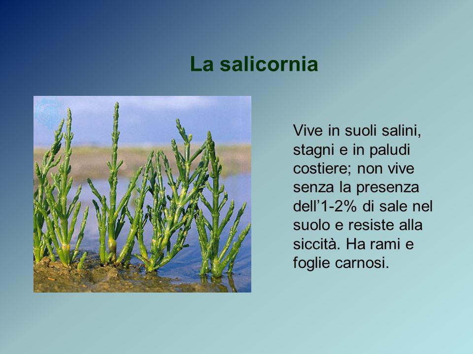 La salicornia