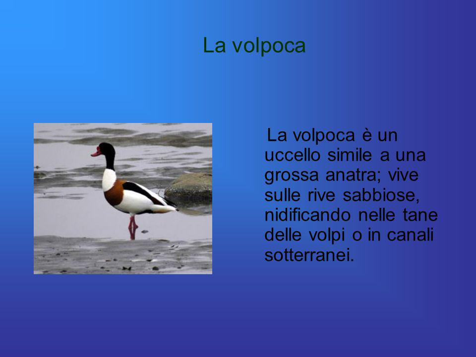 La volpoca La volpoca è un uccello simile a una grossa anatra; vive sulle rive sabbiose, nidificando nelle tane delle volpi o in canali sotterranei.