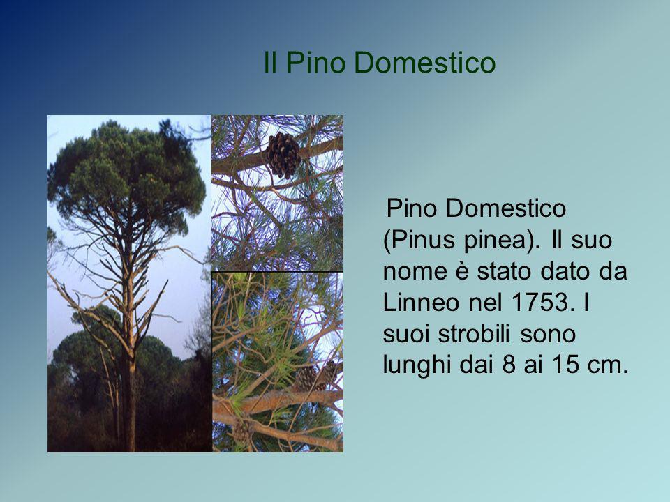 Il Pino Domestico Pino Domestico (Pinus pinea). Il suo nome è stato dato da Linneo nel
