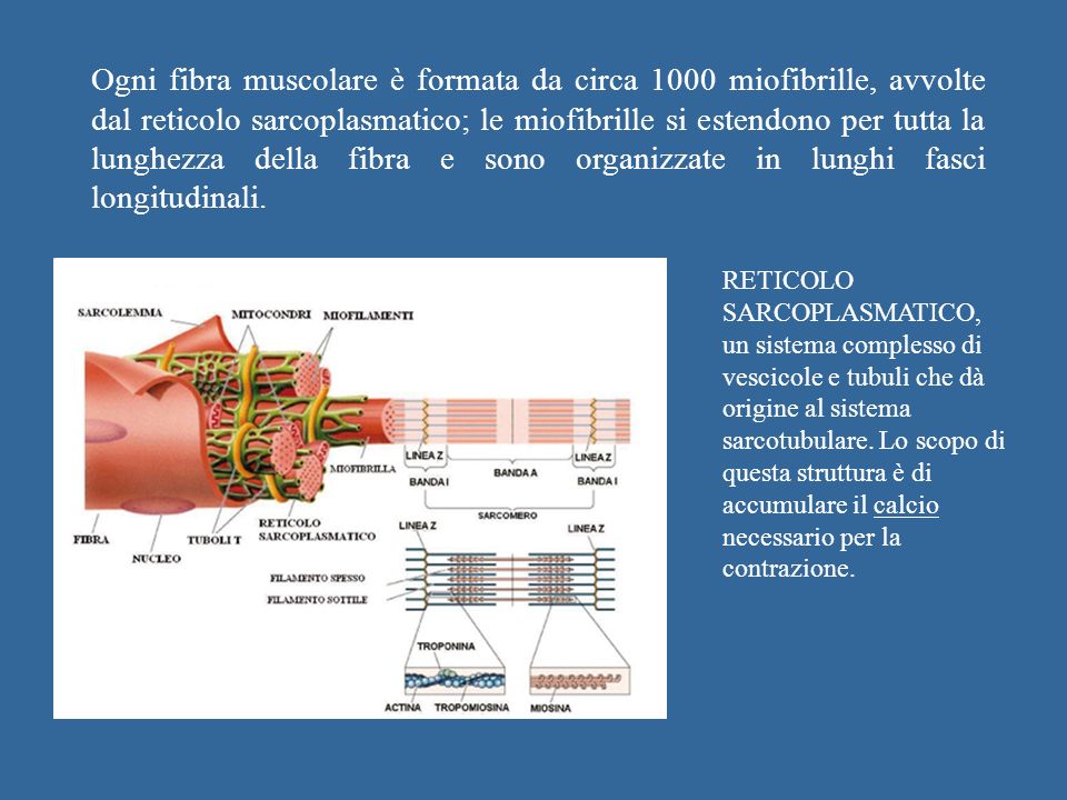 Ogni fibra muscolare è formata da circa 1000 miofibrille, avvolte dal reticolo sarcoplasmatico; le miofibrille si estendono per tutta la lunghezza della fibra e sono organizzate in lunghi fasci longitudinali.