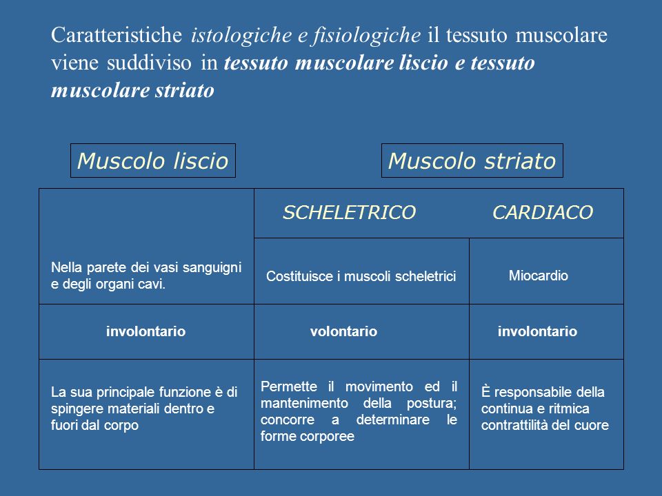 Caratteristiche istologiche e fisiologiche il tessuto muscolare viene suddiviso in tessuto muscolare liscio e tessuto muscolare striato