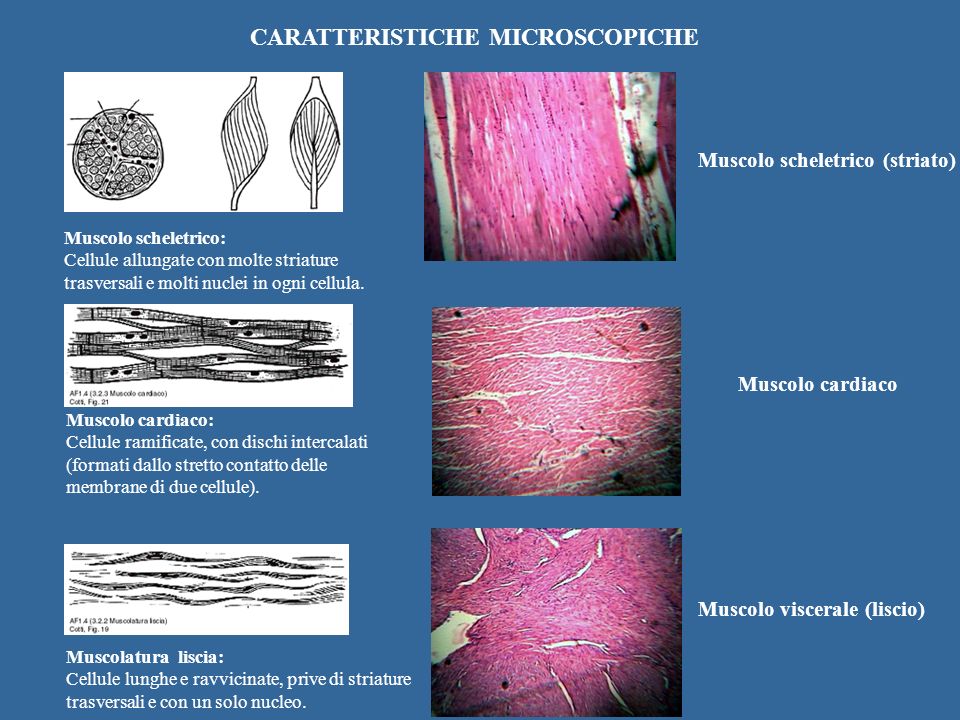 CARATTERISTICHE MICROSCOPICHE