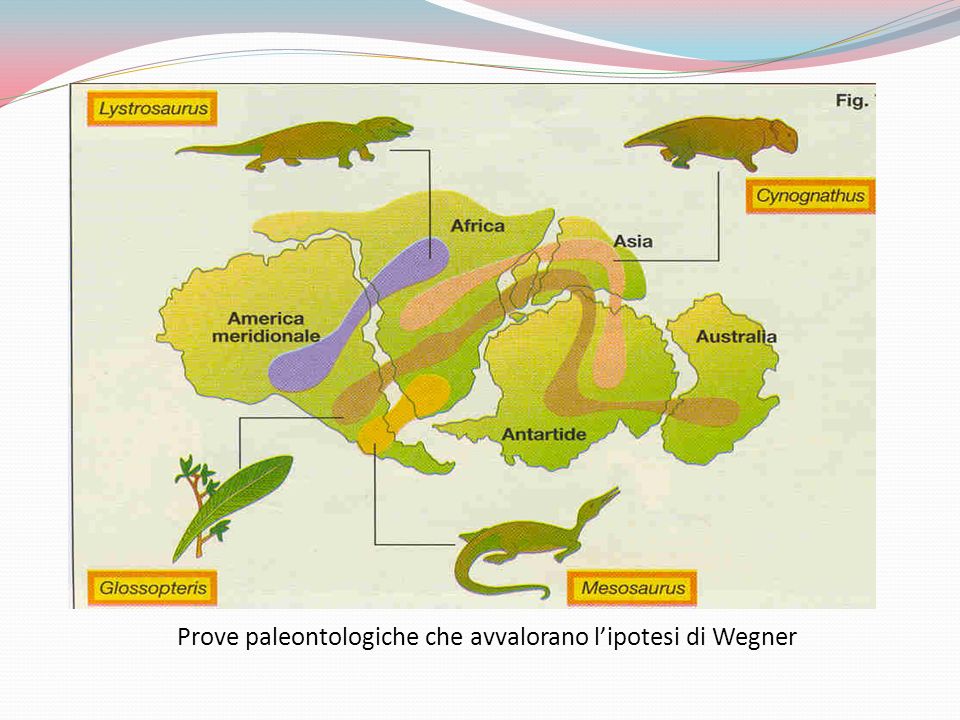 Prove paleontologiche che avvalorano l’ipotesi di Wegner