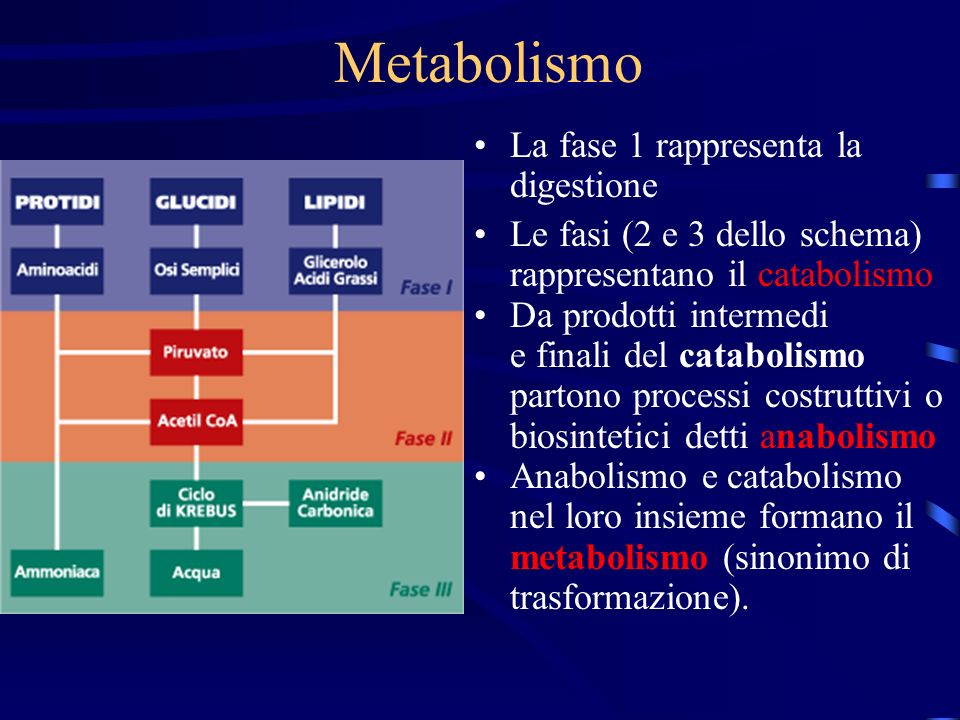 Metabolismo La fase 1 rappresenta la digestione