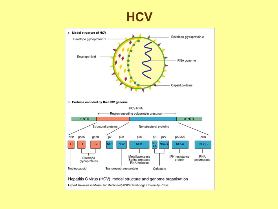 HCV