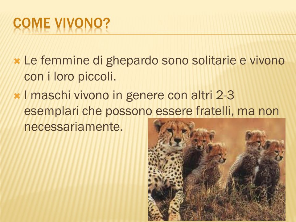Come vivono Le femmine di ghepardo sono solitarie e vivono con i loro piccoli.