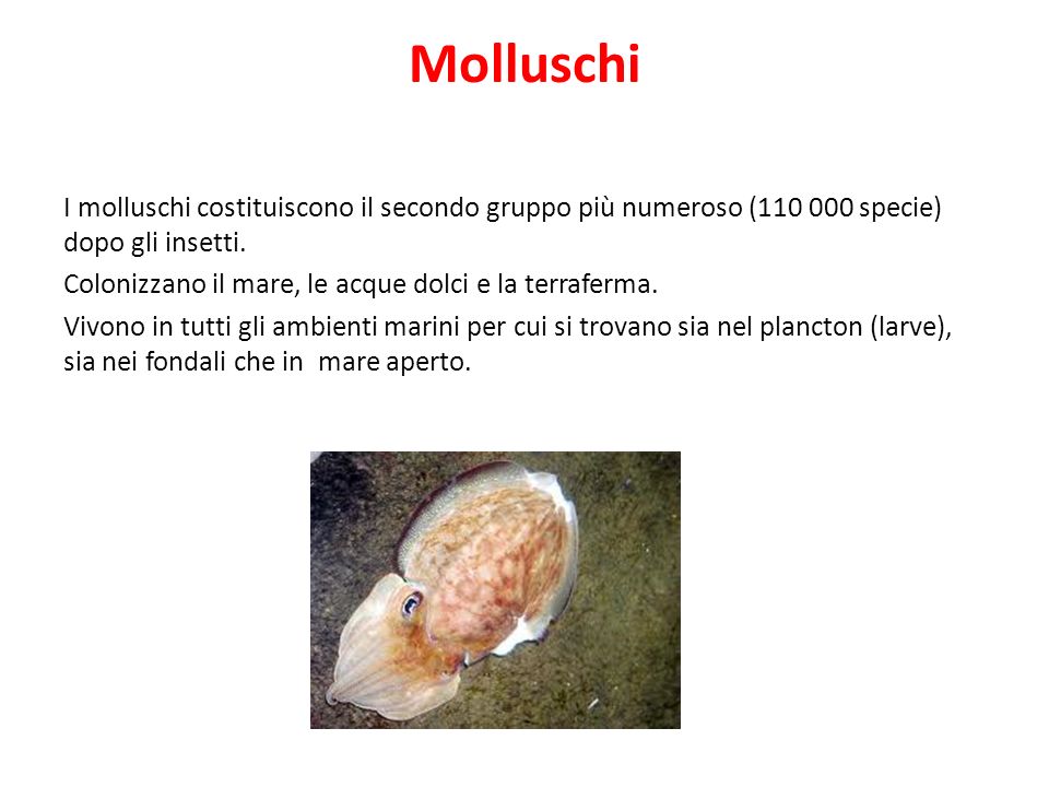 Molluschi I molluschi costituiscono il secondo gruppo più numeroso ( specie) dopo gli insetti.