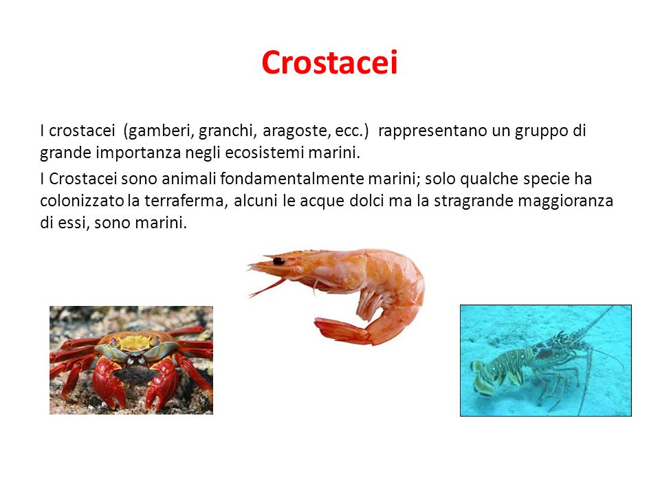 Crostacei I crostacei (gamberi, granchi, aragoste, ecc.) rappresentano un gruppo di grande importanza negli ecosistemi marini.