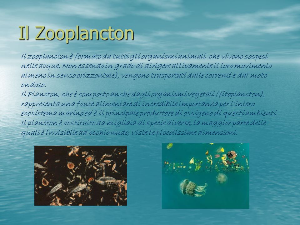 Il Zooplancton