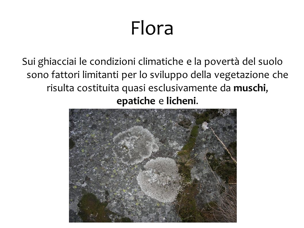 Sui ghiacciai le condizioni climatiche e la povertà del suolo sono fattori limitanti per lo sviluppo della vegetazione che risulta costituita quasi esclusivamente da muschi, epatiche e licheni.