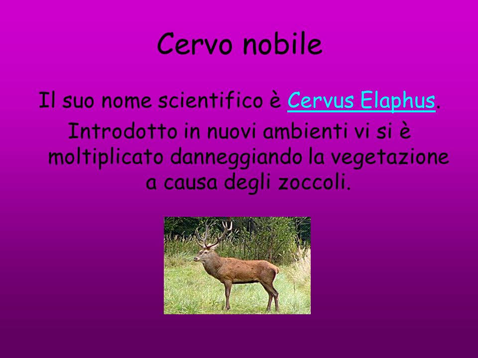 Il suo nome scientifico è Cervus Elaphus.