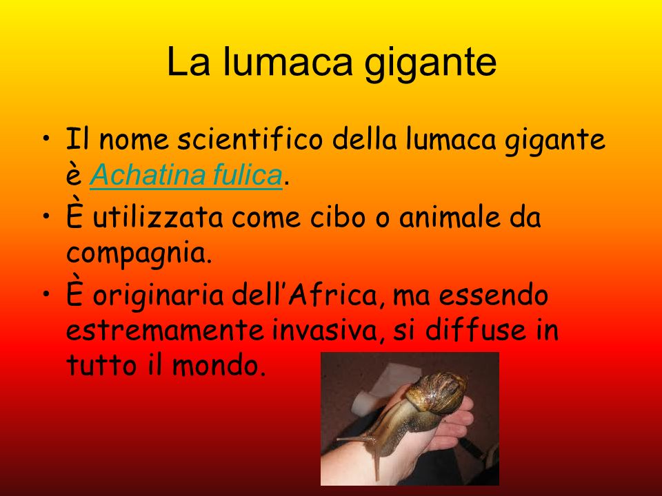 La lumaca gigante Il nome scientifico della lumaca gigante è Achatina fulica. È utilizzata come cibo o animale da compagnia.