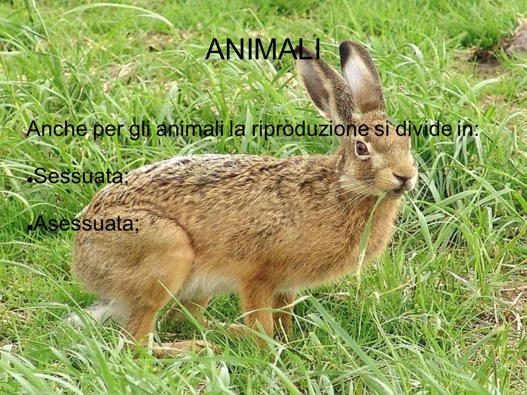 ANIMALI Anche per gli animali la riproduzione si divide in: Sessuata;