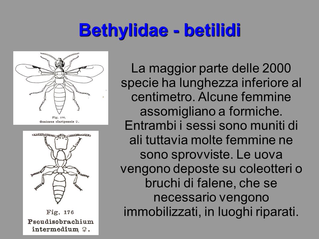 Bethylidae - betilidi