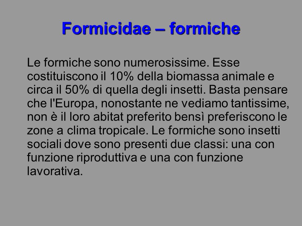 Formicidae – formiche