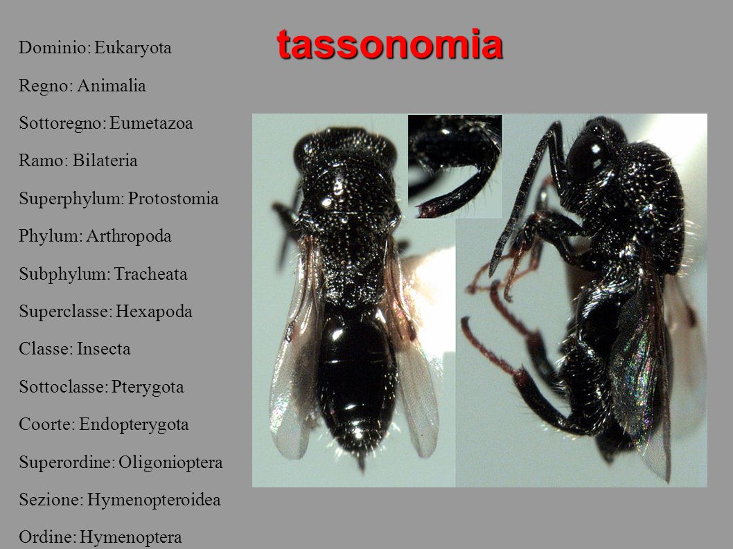 tassonomia Dominio: Eukaryota Regno: Animalia Sottoregno: Eumetazoa