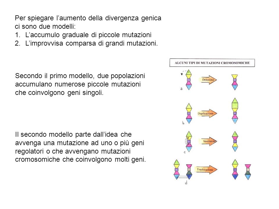 Per spiegare l’aumento della divergenza genica ci sono due modelli: