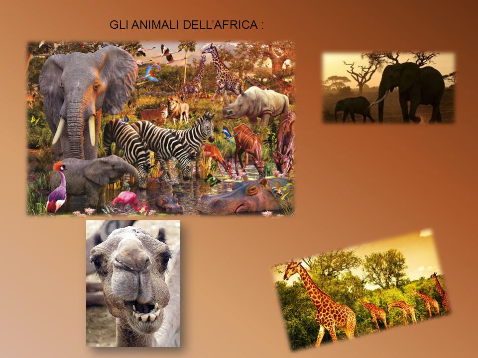 GLI ANIMALI DELL’AFRICA :