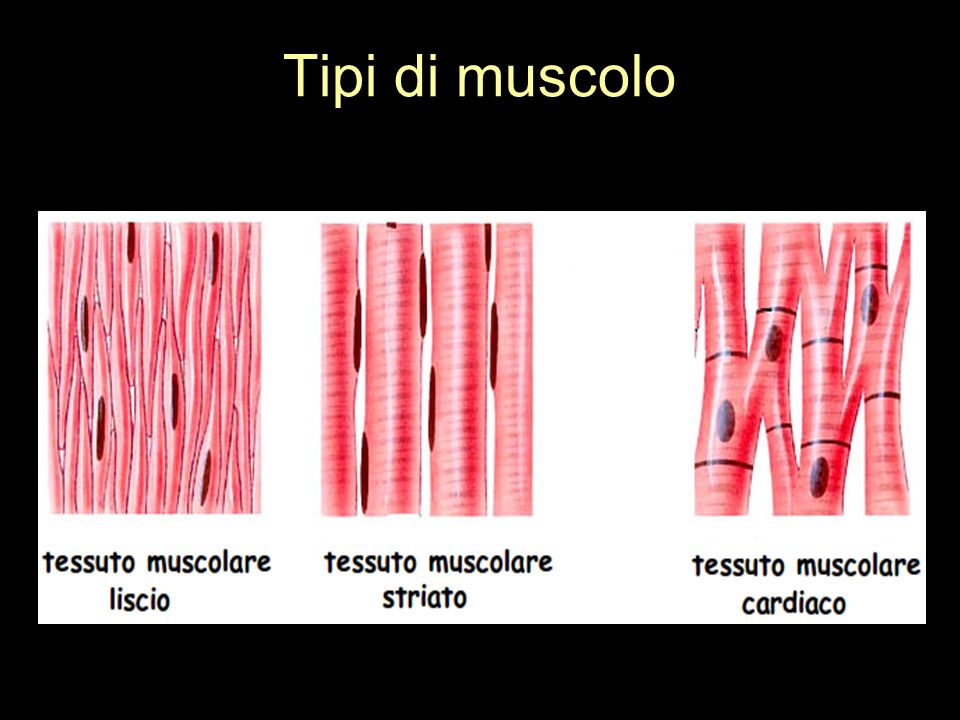 Tipi di muscolo