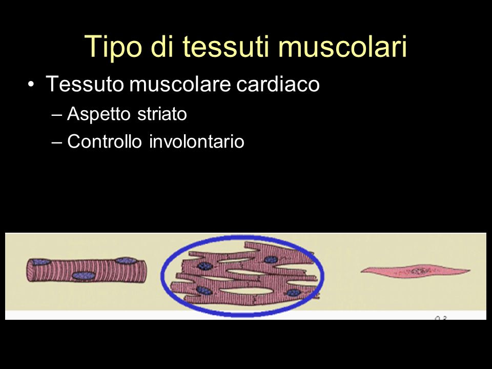 Tipo di tessuti muscolari