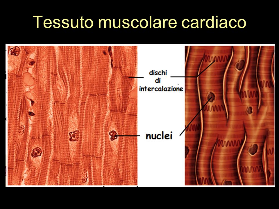 Tessuto muscolare cardiaco
