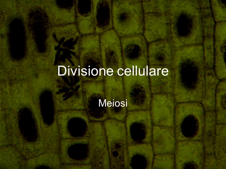 Divisione cellulare Meiosi