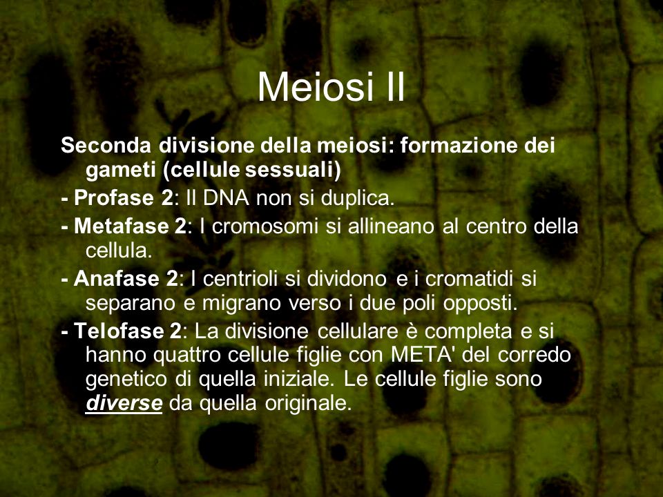 Meiosi II Seconda divisione della meiosi: formazione dei gameti (cellule sessuali) - Profase 2: Il DNA non si duplica.