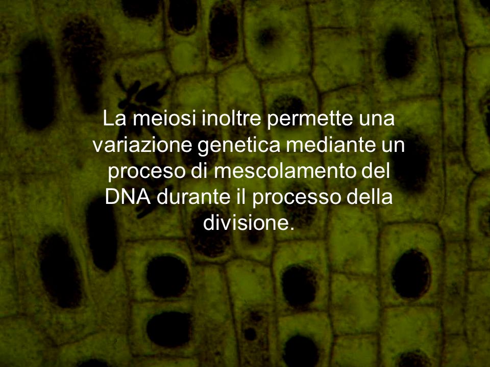 La meiosi inoltre permette una variazione genetica mediante un proceso di mescolamento del DNA durante il processo della divisione.