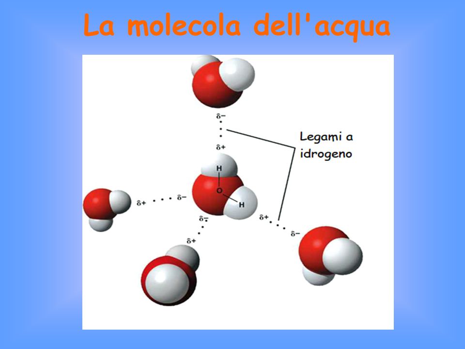 La molecola dell acqua