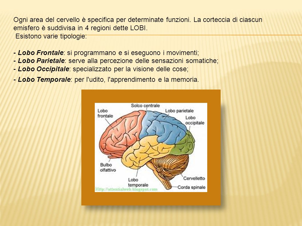 Ogni area del cervello è specifica per determinate funzioni