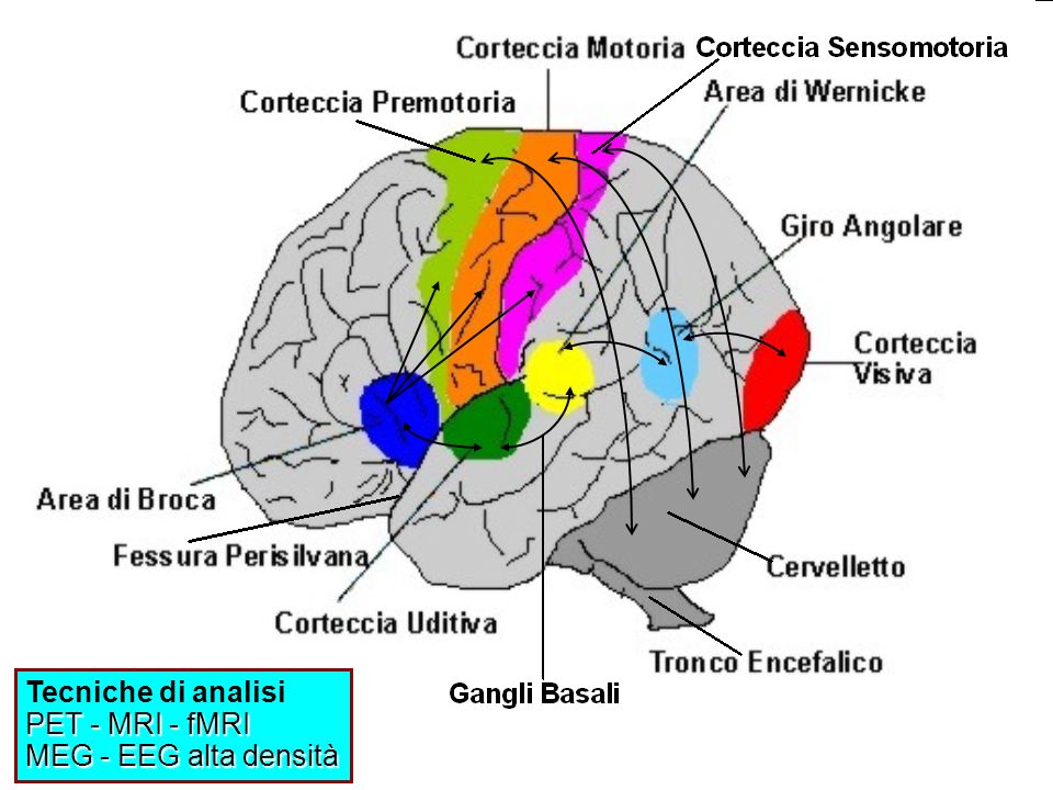 Tecniche di analisi PET - MRI - fMRI MEG - EEG alta densità