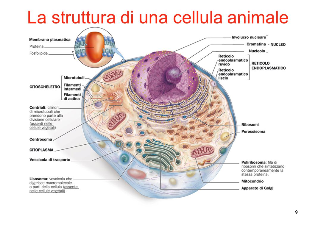 vescicole nella cellula animale